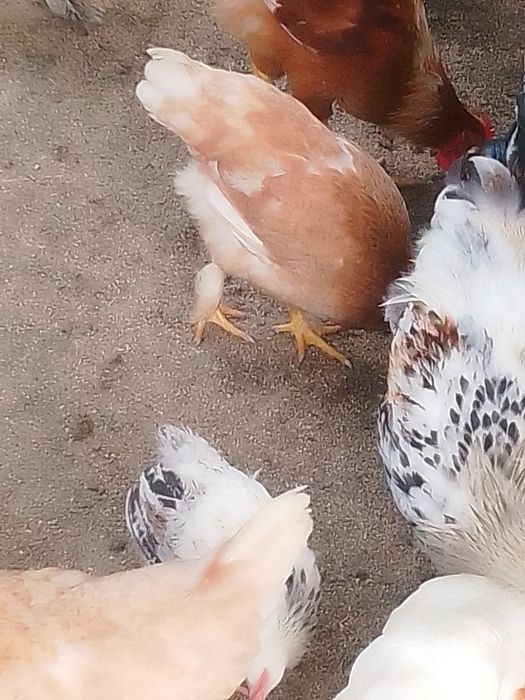 Cocoși și puici de vânzare
