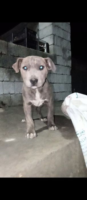 Сотилади тоза питбуль