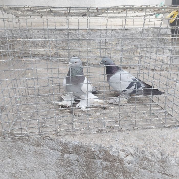 Уди самец тяга 15 20 метров