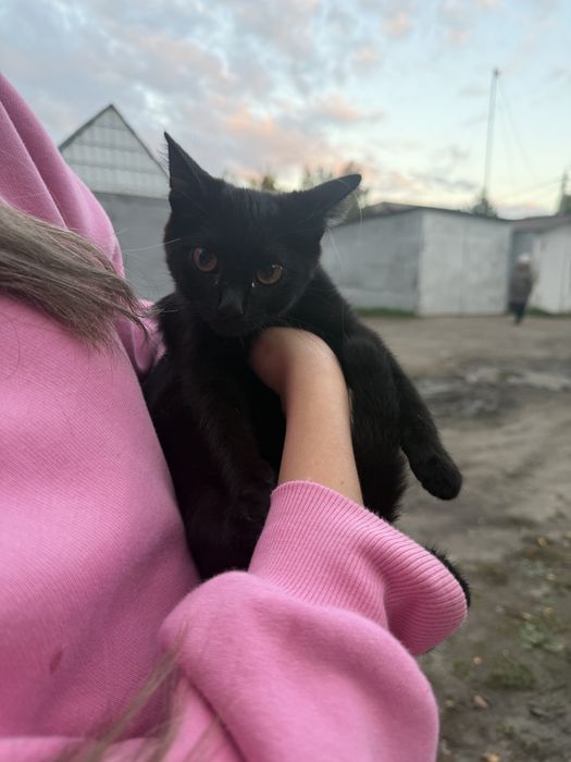 Отдам в добрые руки