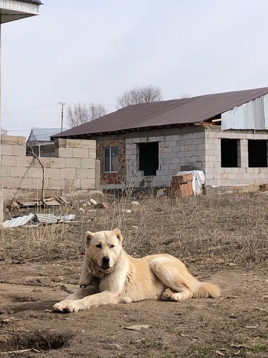 Продаётся собака