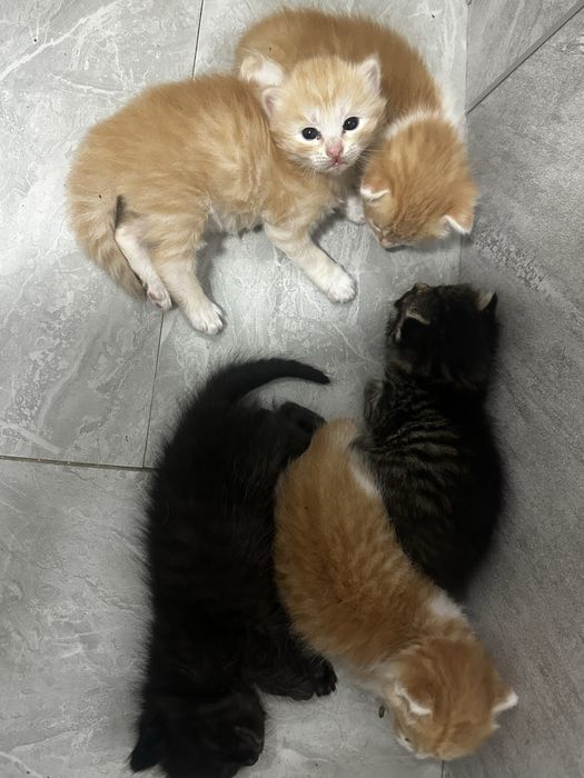 отдам котят в добрые, хорошие руки