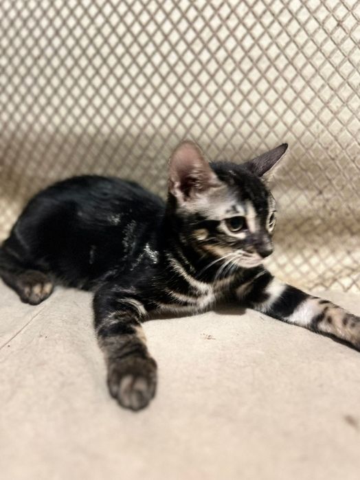 Котята бенгальские