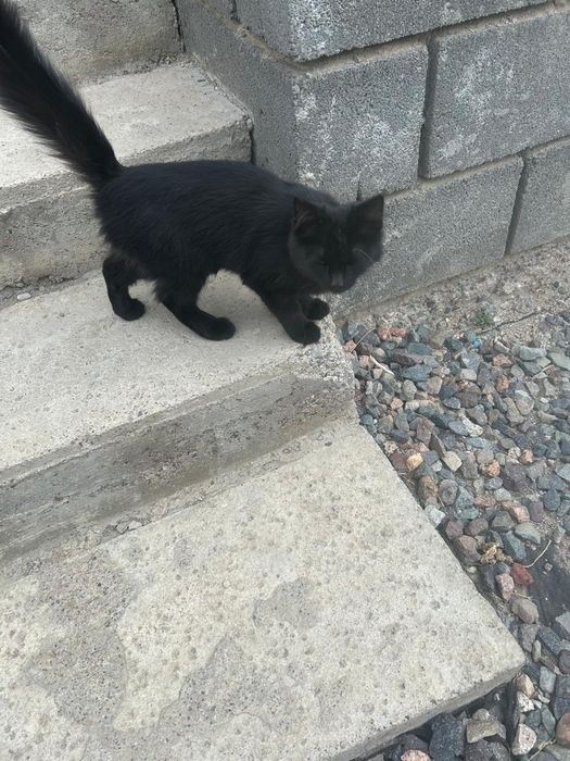 Нашелся кот Каскелен