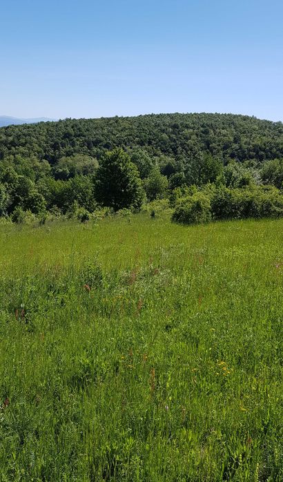 Miere albine BIO salcâm - tei - mur