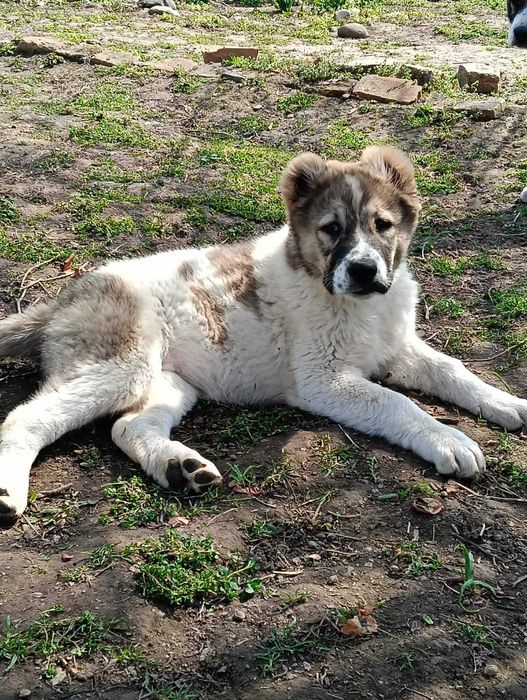 Алабайчета на 3 месеца и половина