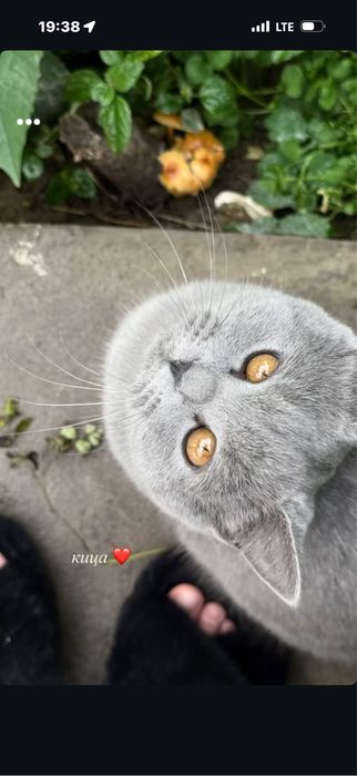 котята скотиш страйт