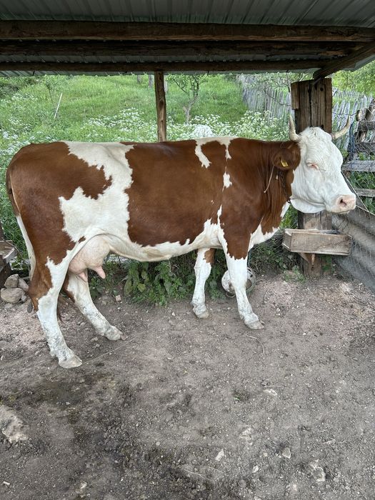 Vand vaca baltata