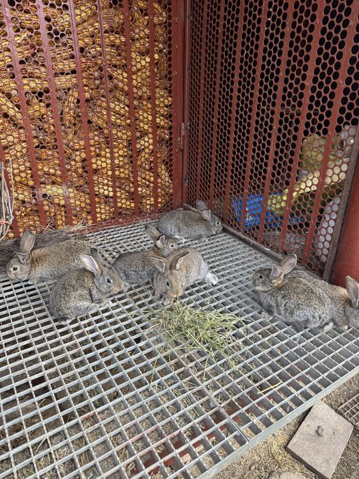 Iepurasi urias german din parinti tatuati cu certificat 6 saptamani