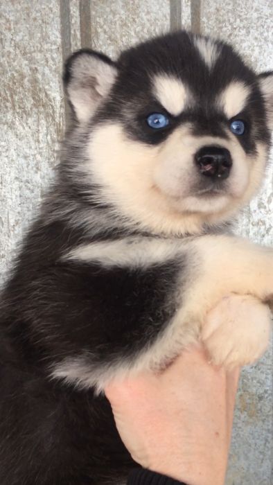 красотка хаски девочке 40 дней