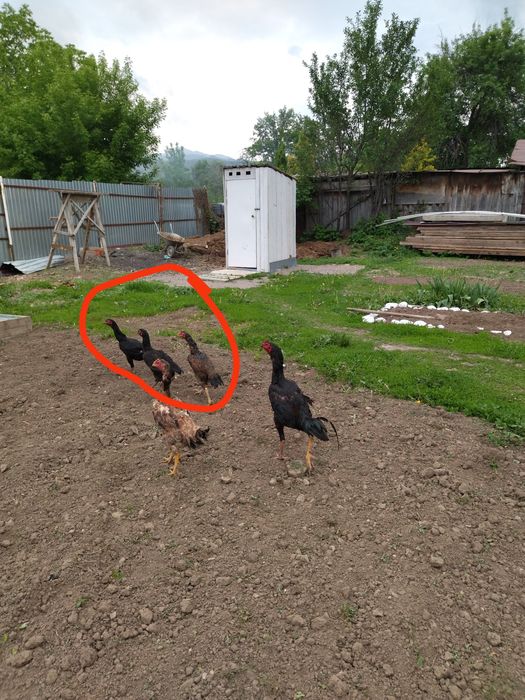 Продам семейка дакан