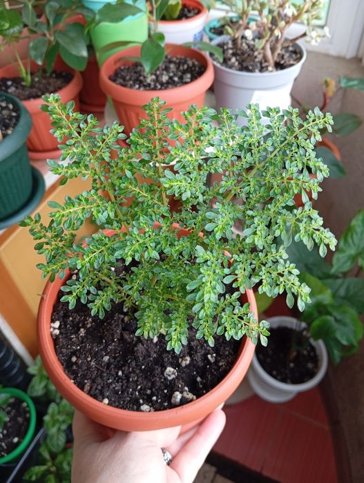 Продам комнатные растения