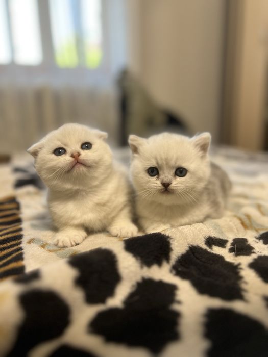 Британский серебристый шиншилла