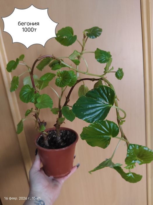 Продам Комнатные Цветы