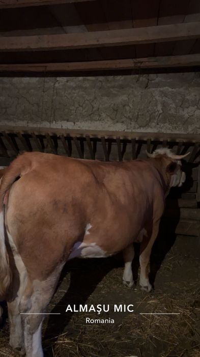 Vaca gestantă de vanzare