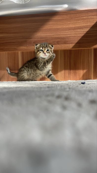 Продам котенка мальчик