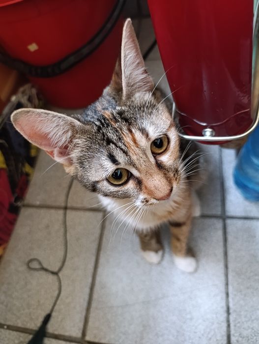 Котенце за осиновяване