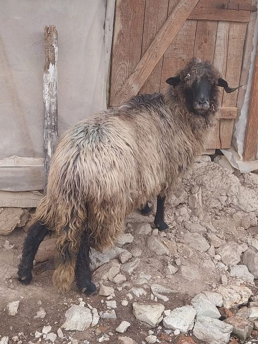 Oaie țurcană la a treia fătare