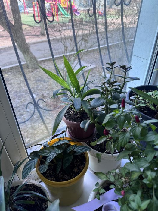 Драцена, шеффлера, бабочки два вида