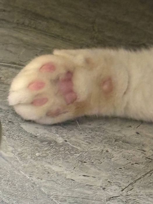 British shorthair tozza parodali mushuk