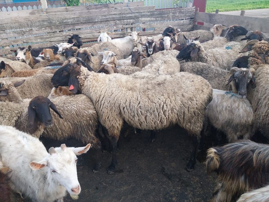 2 berbeci de vânzare,au vârsta de 2 ani și 3 ani