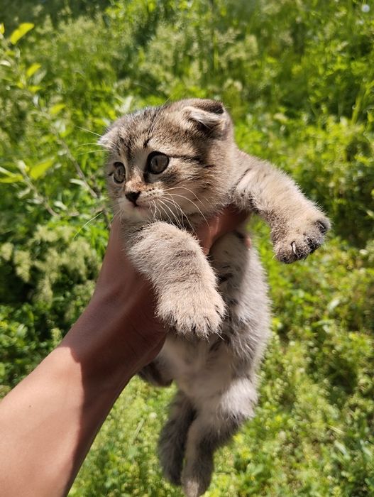 Котёнок вислоухий мальчик