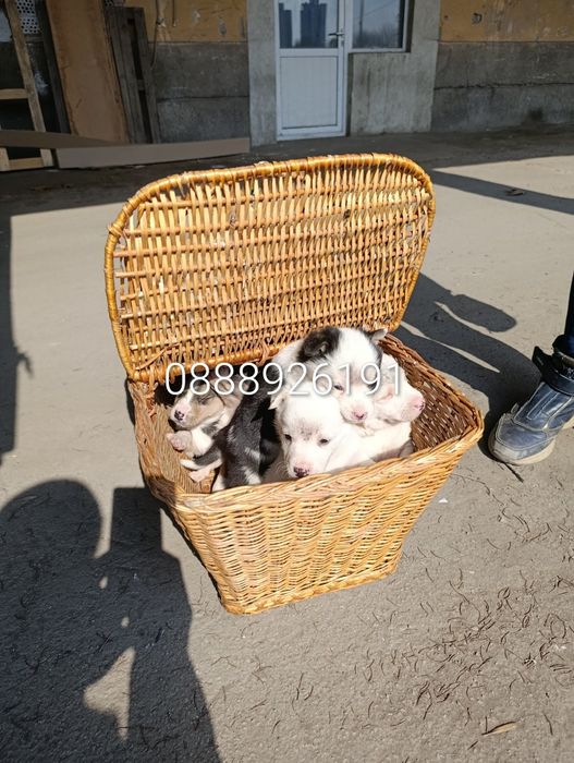 Нова,подобрена българска порода.Безплатна доставка и подарък