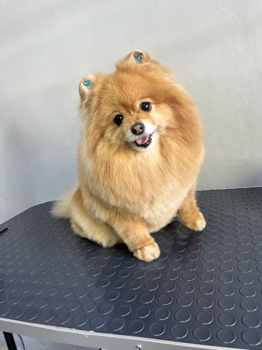 Экспресс линька для кошек и собак