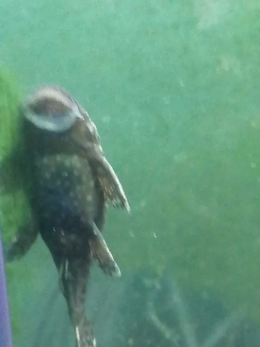 Продам напольный аквариум