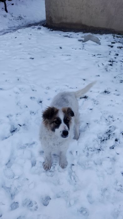 Продавам женско каракачанка