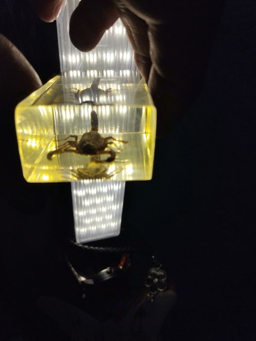 Коллекция насекомых