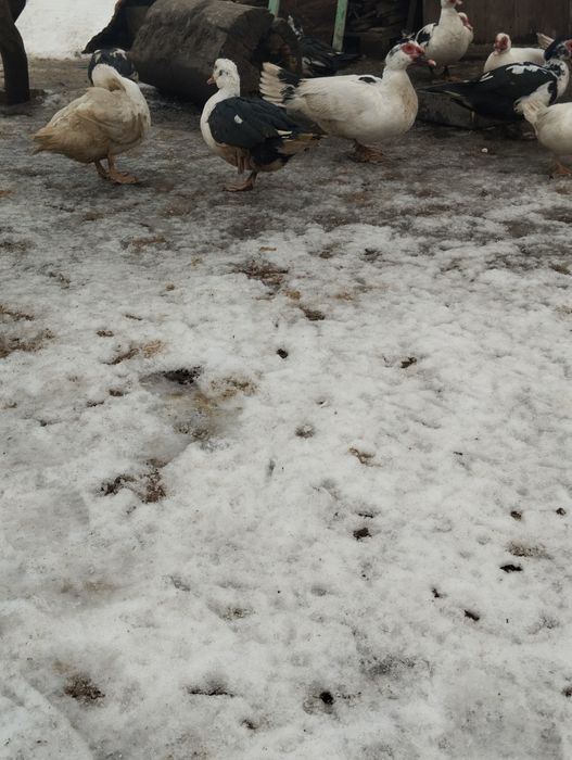 Vând  rățoi și Gâscăn