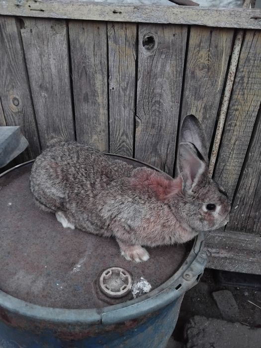 Vând iepuri uriaș german
