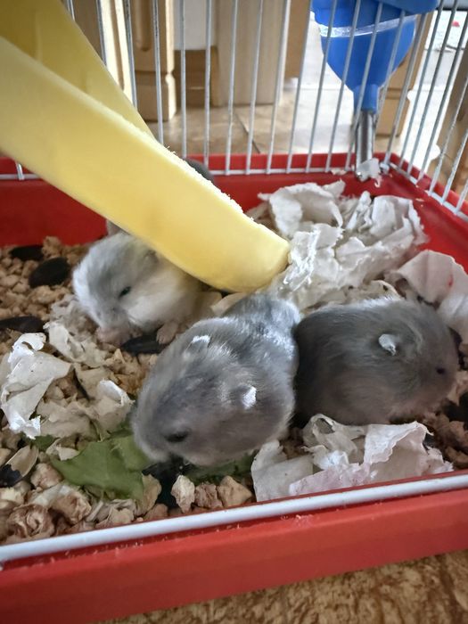 Продам хомяка девочку