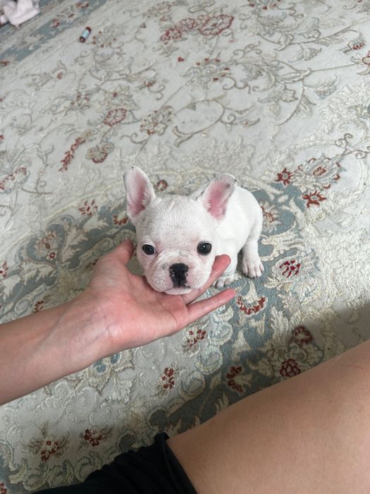 Французский бульдог