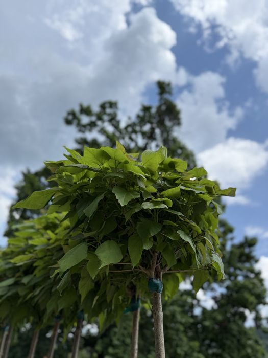 Vand plante ornamentale calitate extra