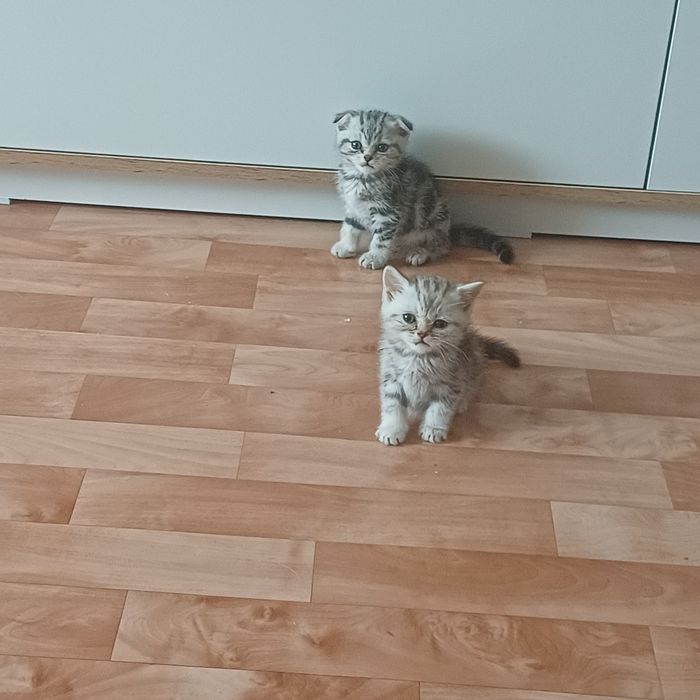 продам котят шотландских