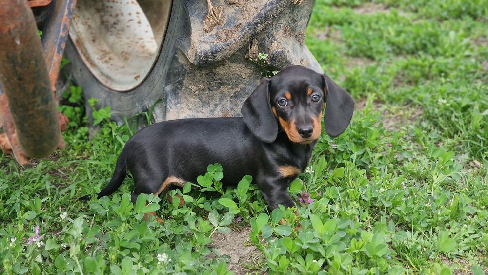 Tekel femela iepurar