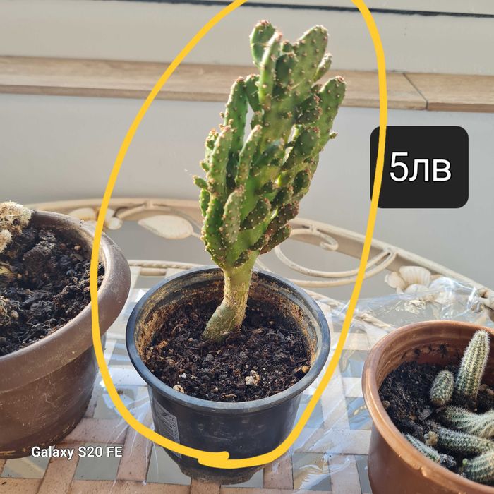 Кактуси , агавве малки и големи