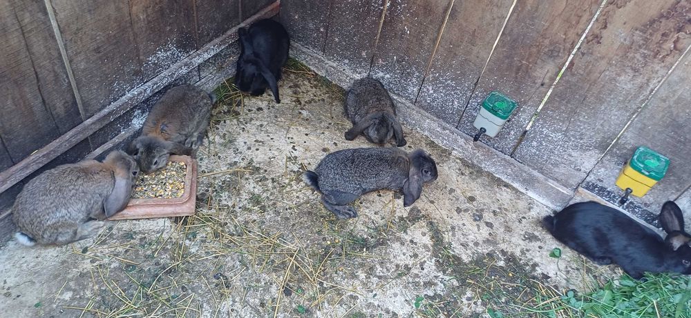 Vând iepuri , diferite vârste si rase , detalii in priva. t