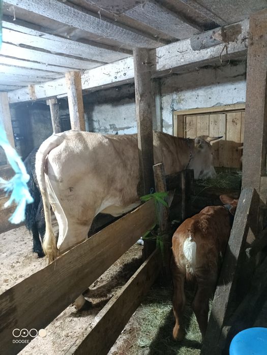 Vând Junca tânără