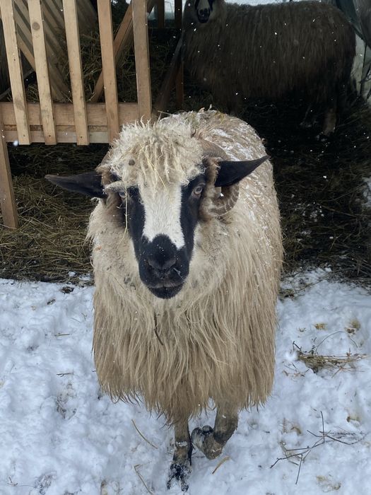 Vand o mioara gestanta si mare oie dei mama buna
