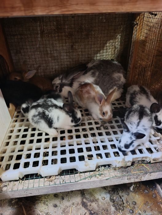 Ona + 7 ta bolasi sotiladi