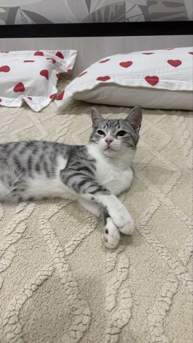 Передержка кошек