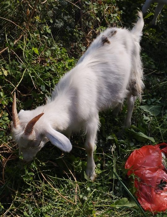 Тез арада ешкі лақтар сатылады