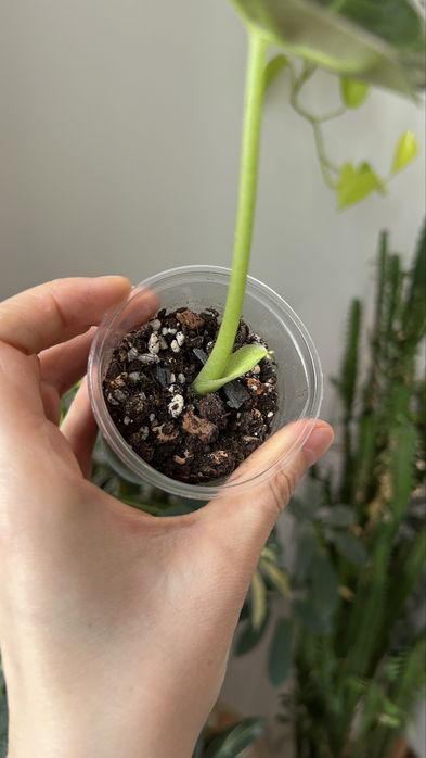 Алоказия регал шилдс