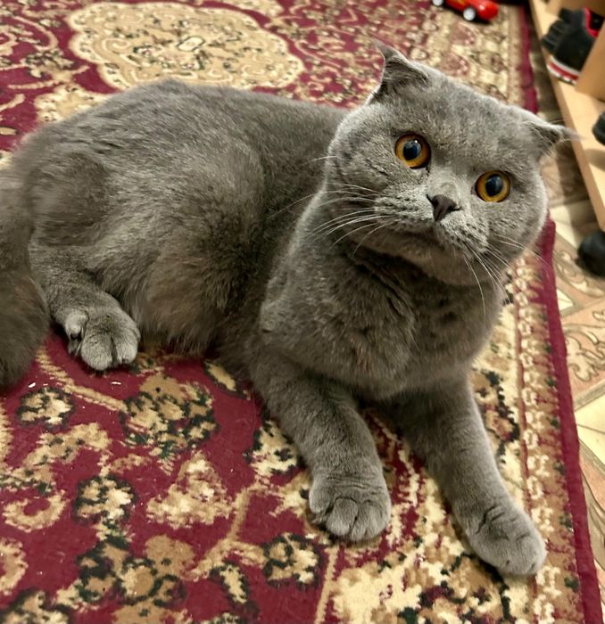 Отдам кота бесплатно