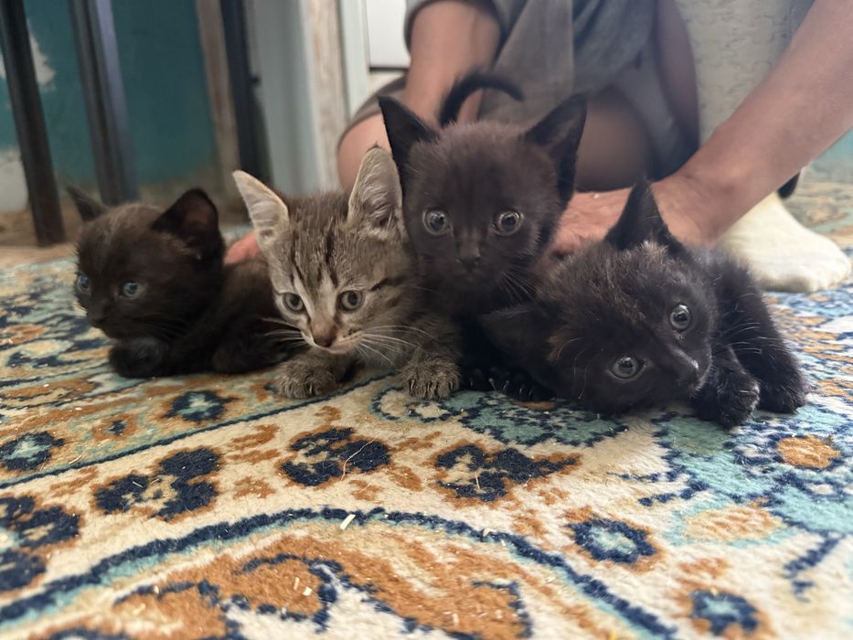 Отдам котят в добрые руки