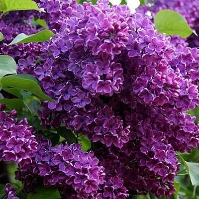 Продам букеты из сирени