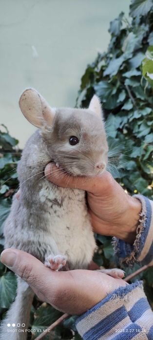 Шиншилла экзотическая